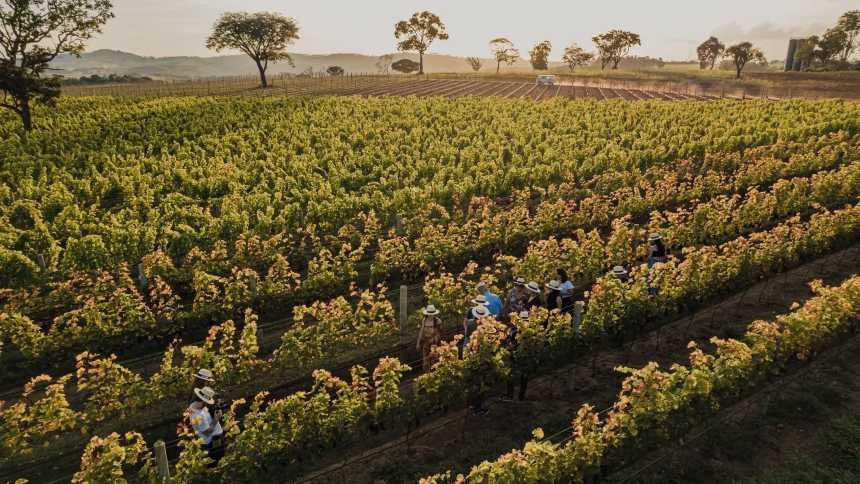 Na Serra da Mantiqueira, os vinhos “saíram da chuva” e ganharam o mundo