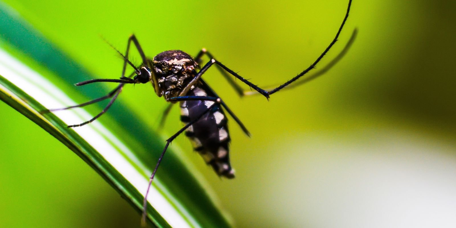 Brasil se aproxima de 6 milhões de casos e 4 mil mortes por dengue