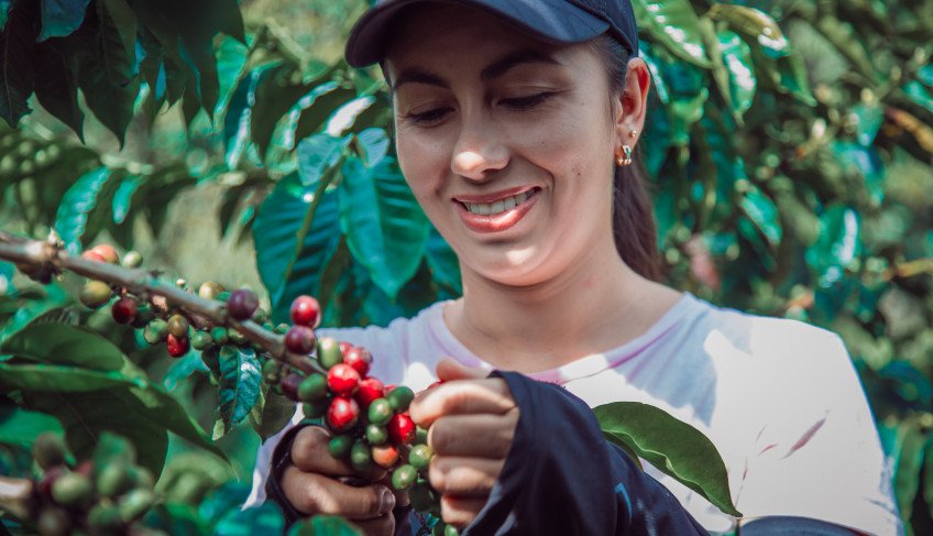 Caged: cultivo de café é a atividade econômica com maior destaque na geração de empregos em abril | ASN Minas Gerais