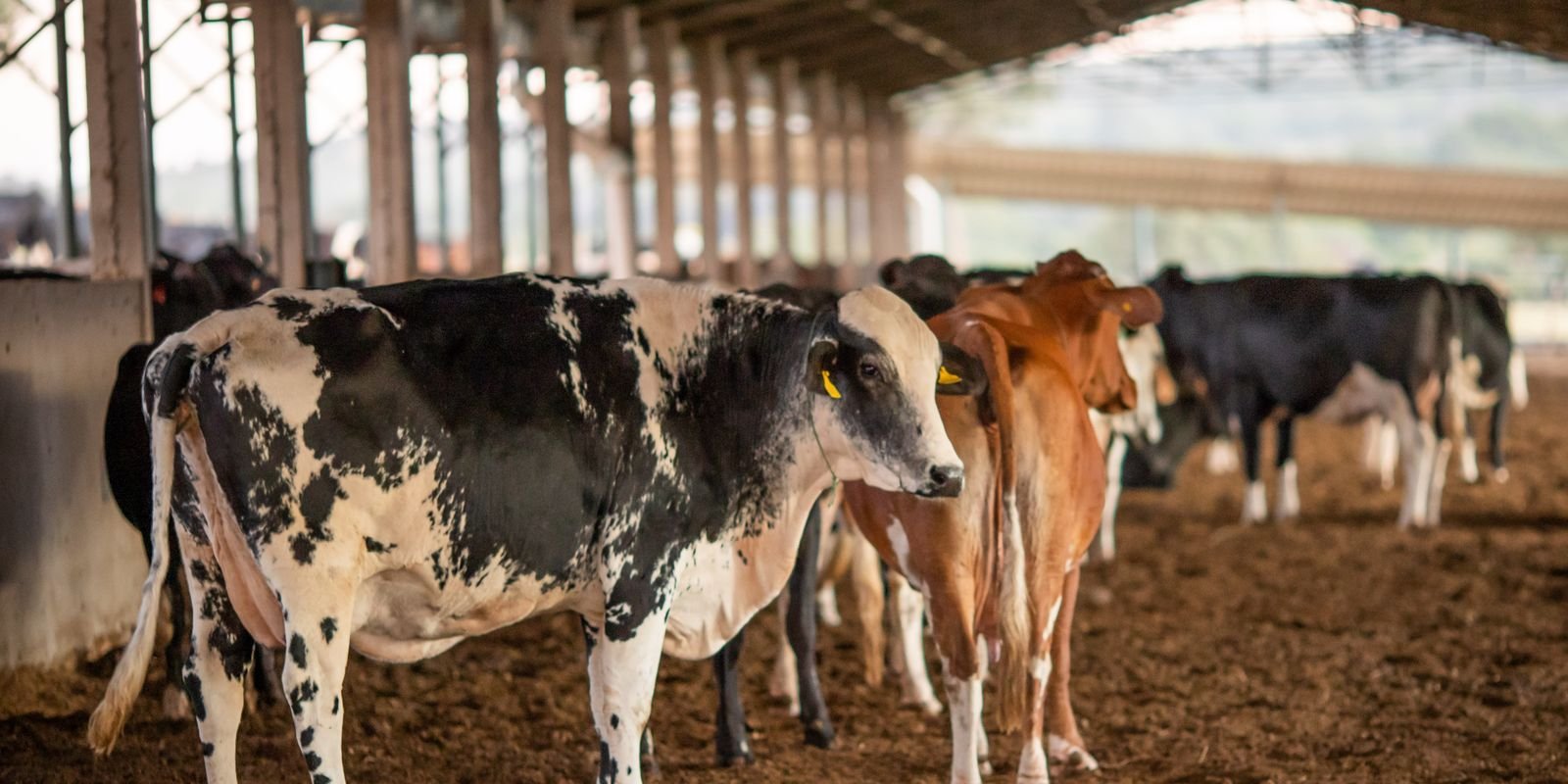 Receita investiga sonegação de quase R$ 1 bilhão em venda de gado