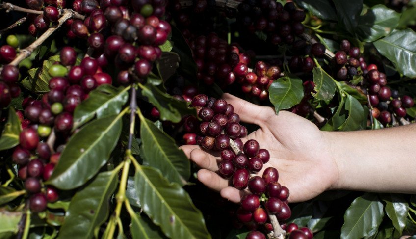 Sebrae Minas apoia projeto para reestruturar a governança da cafeicultura do Sudoeste | ASN Minas Gerais