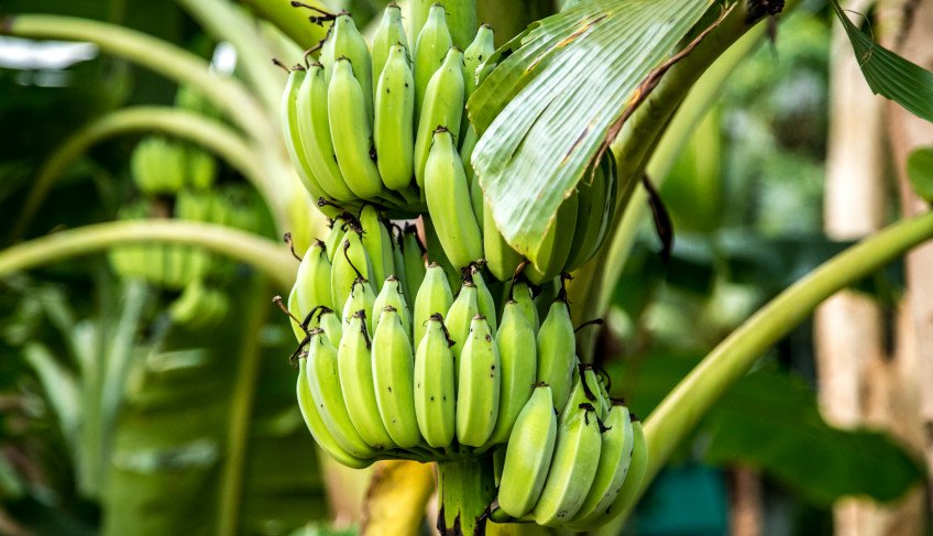 Agronegócio no Rio Grande do Norte vive momento de expansão com destaque para a fruticultura | ASN Rio Grande do Norte